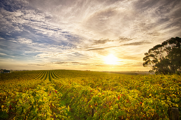 Sunset over a vineyard